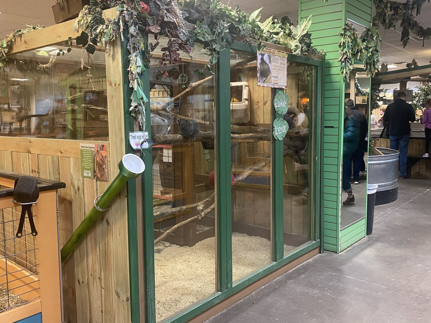 Sustainable Safari - Common Marmoset Exhibit