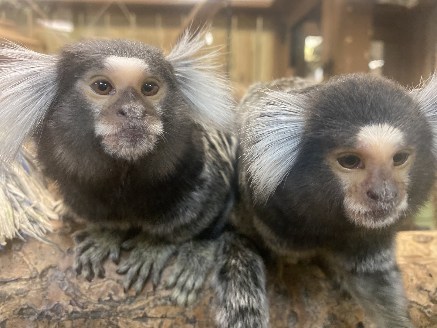 Sustainable Safari - Common Marmoset Pair