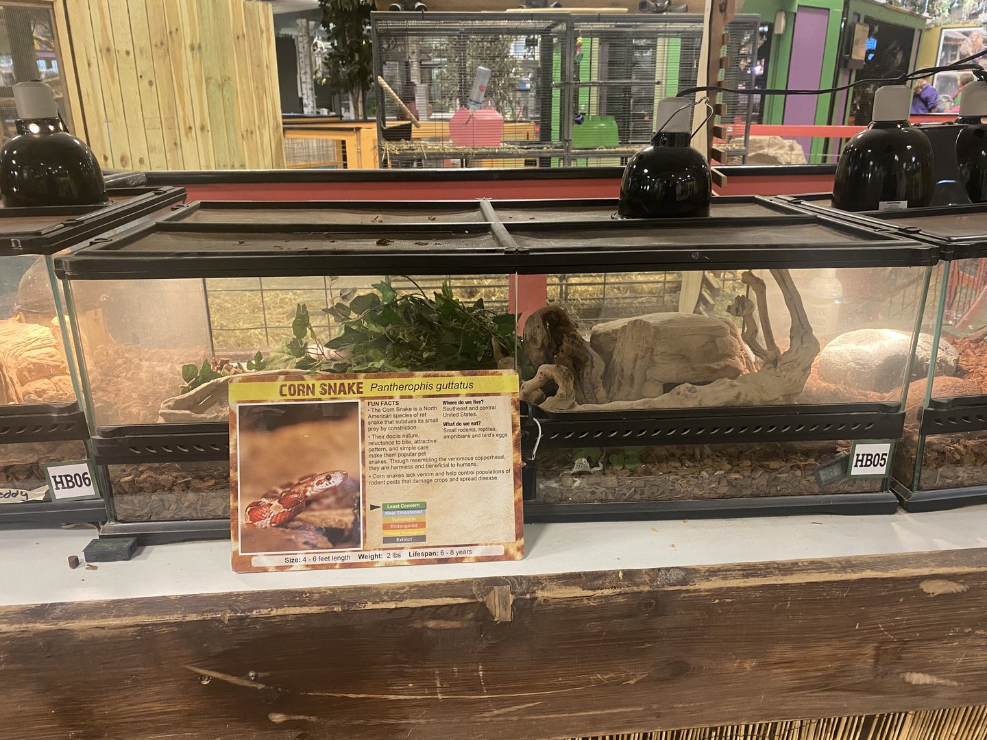 Sustainable Safari - Corn Snake Terrerium