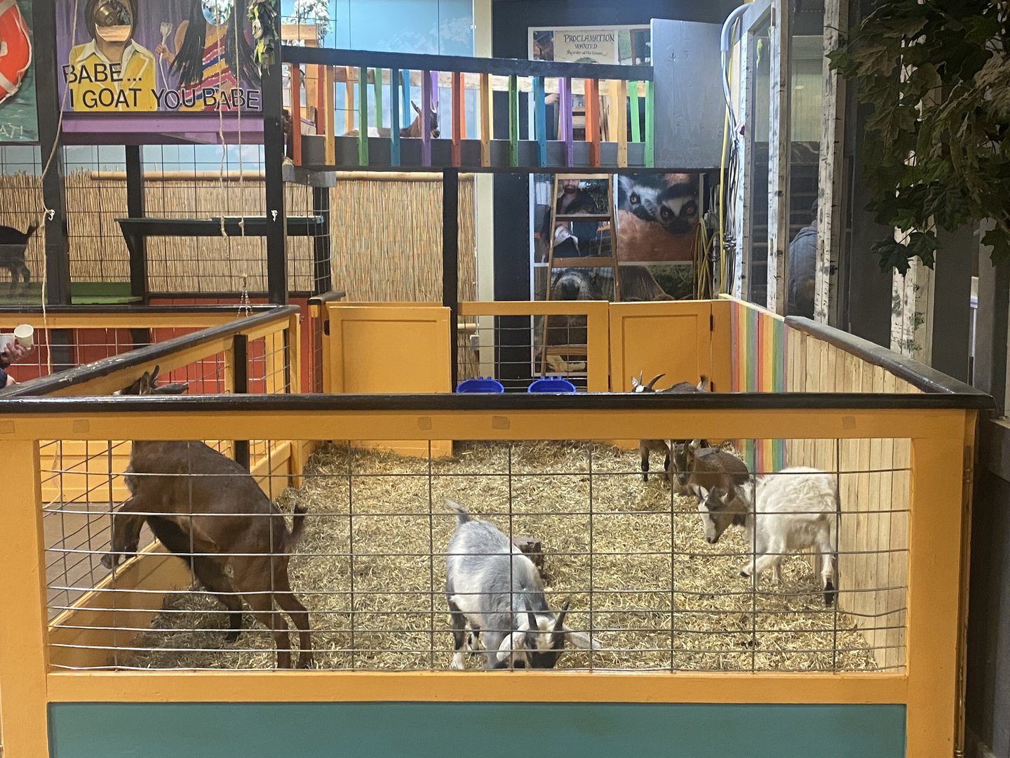 Sustainable Safari - Domestic Goat Exhibit #1