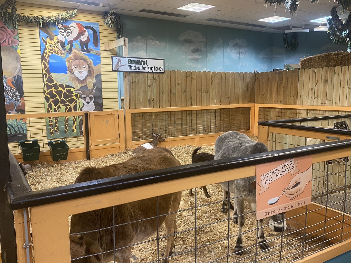 Sustainable Safari - Dwarf Zebu Exhibit