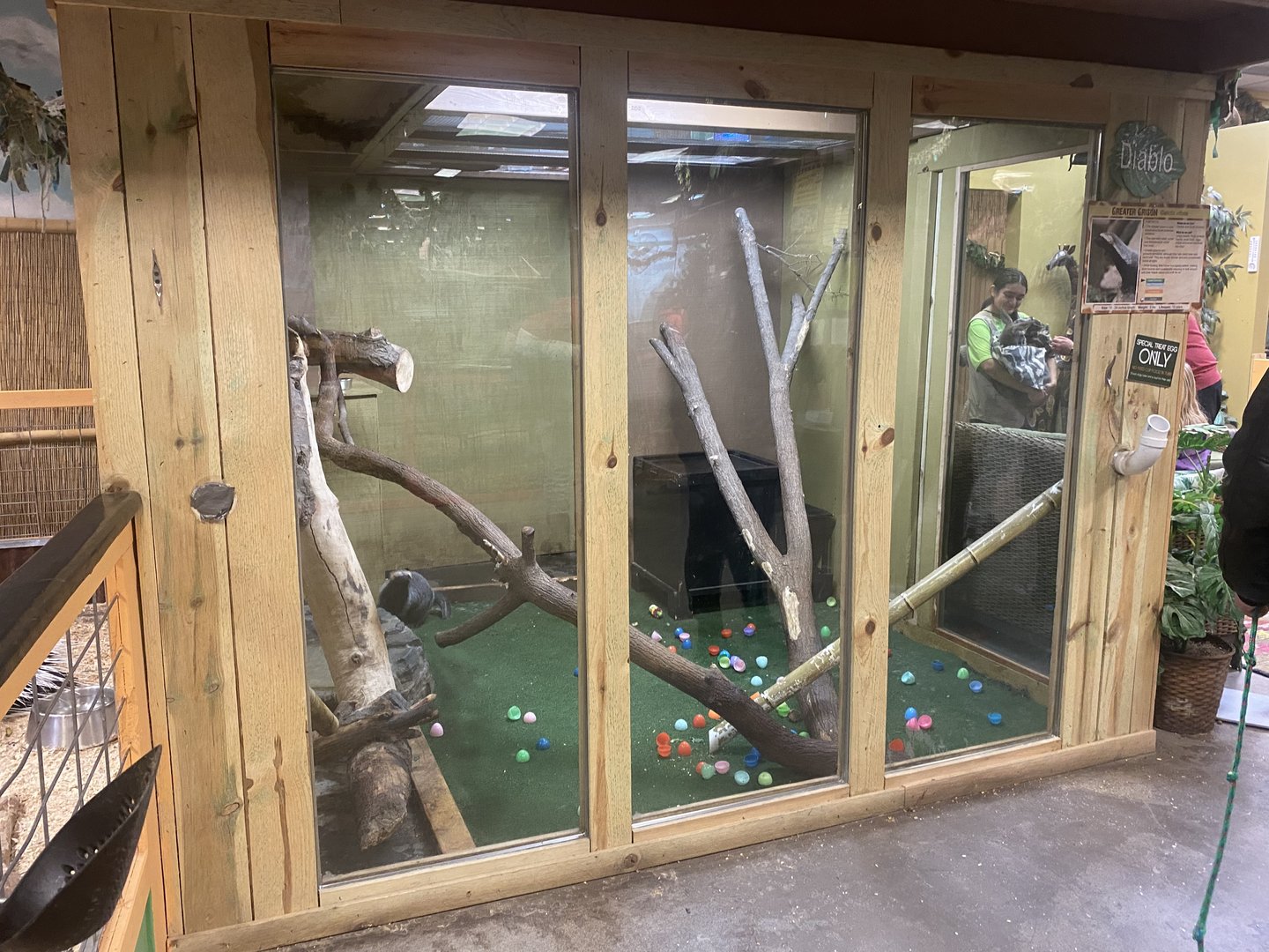 Sustainable Safari - Greater Grison Exhibit