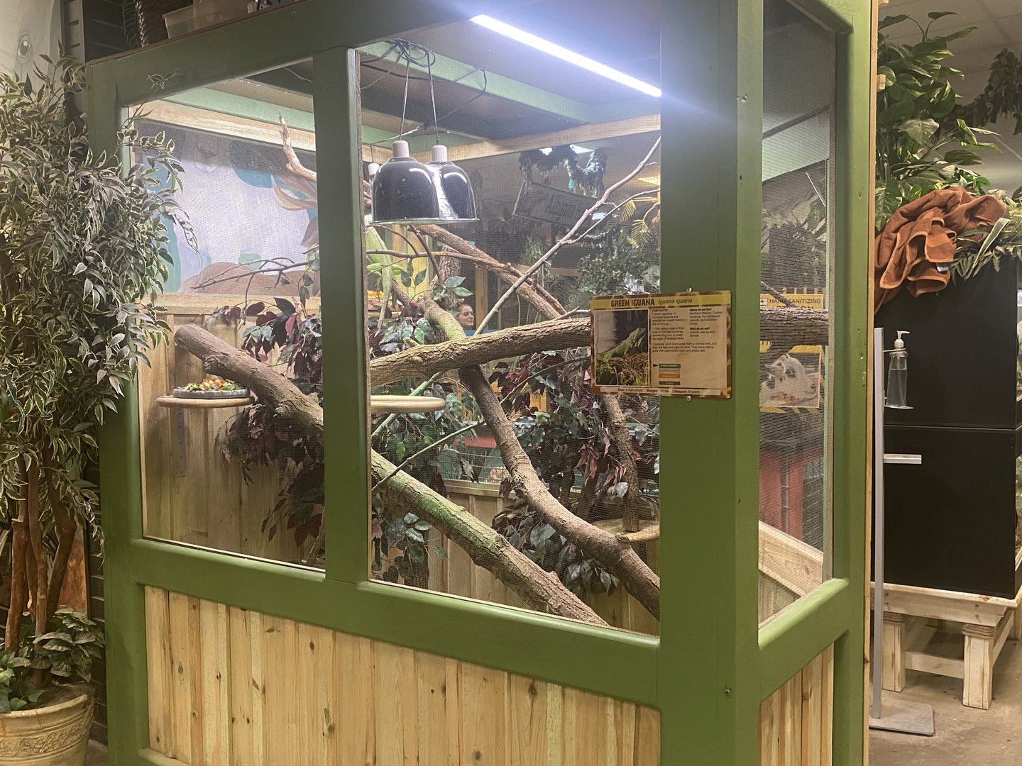 Sustainable Safari - Green Iguana Exhibit