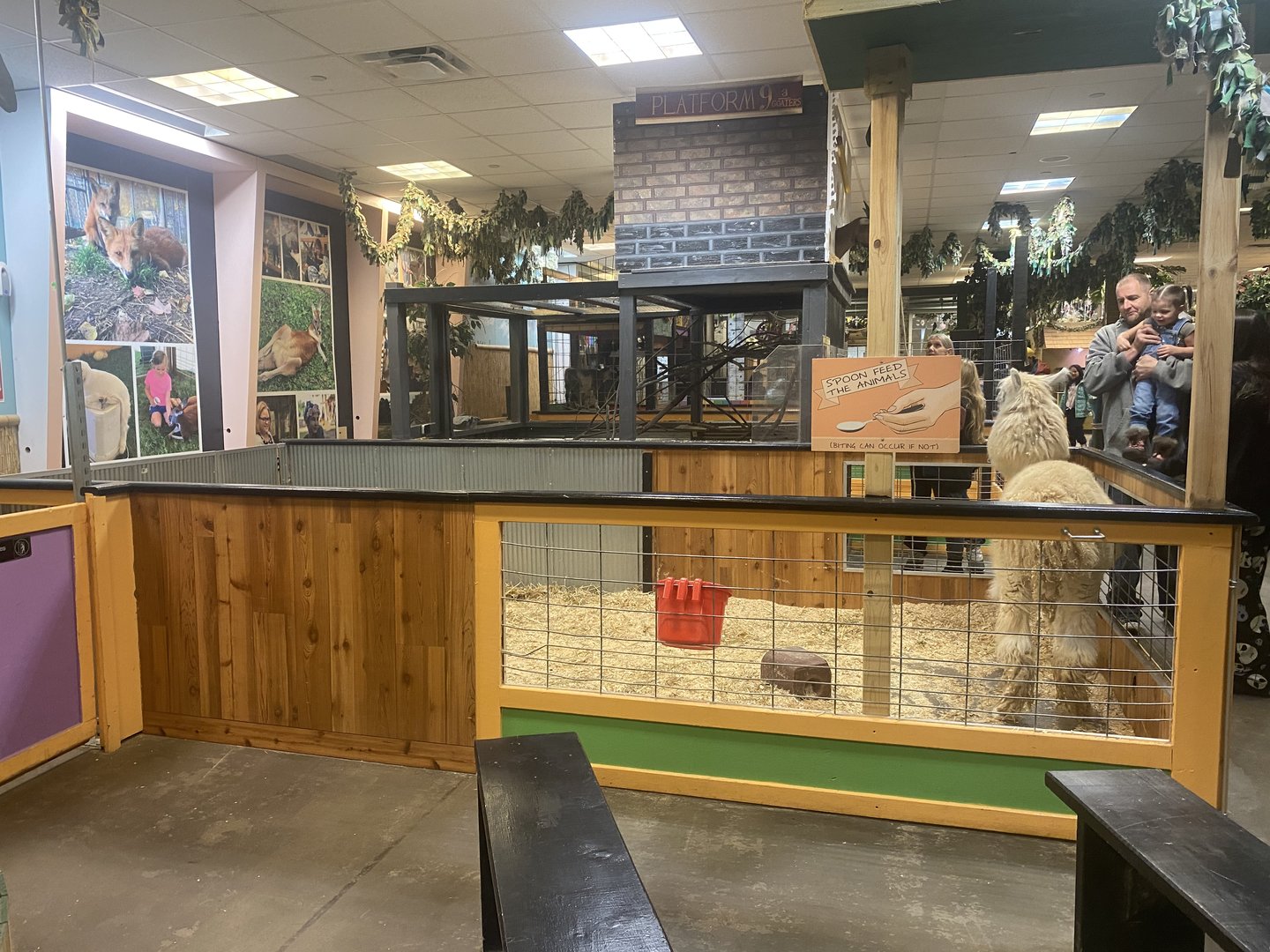 Sustainable Safari - Llama Exhibit