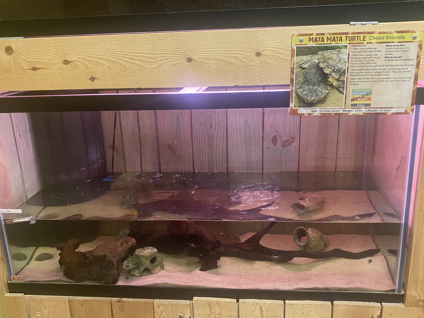 Sustainable Safari - Matamata Turtle Terrarium