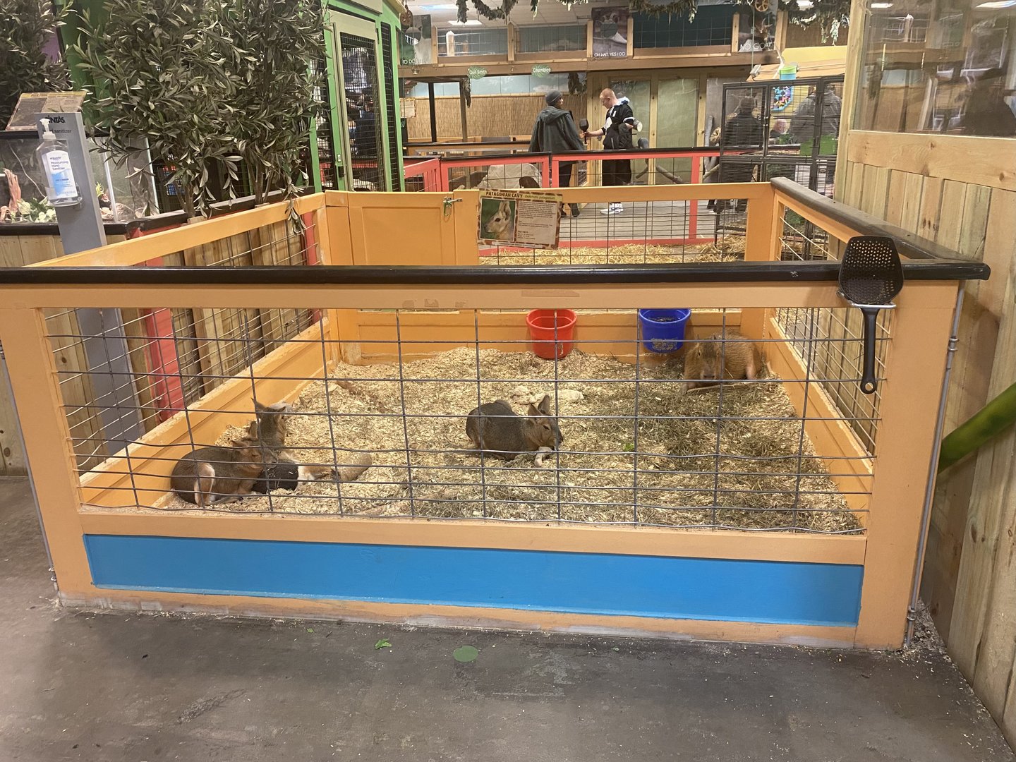 Sustainable Safari - Patagonian Mara/Capybara Exhibit