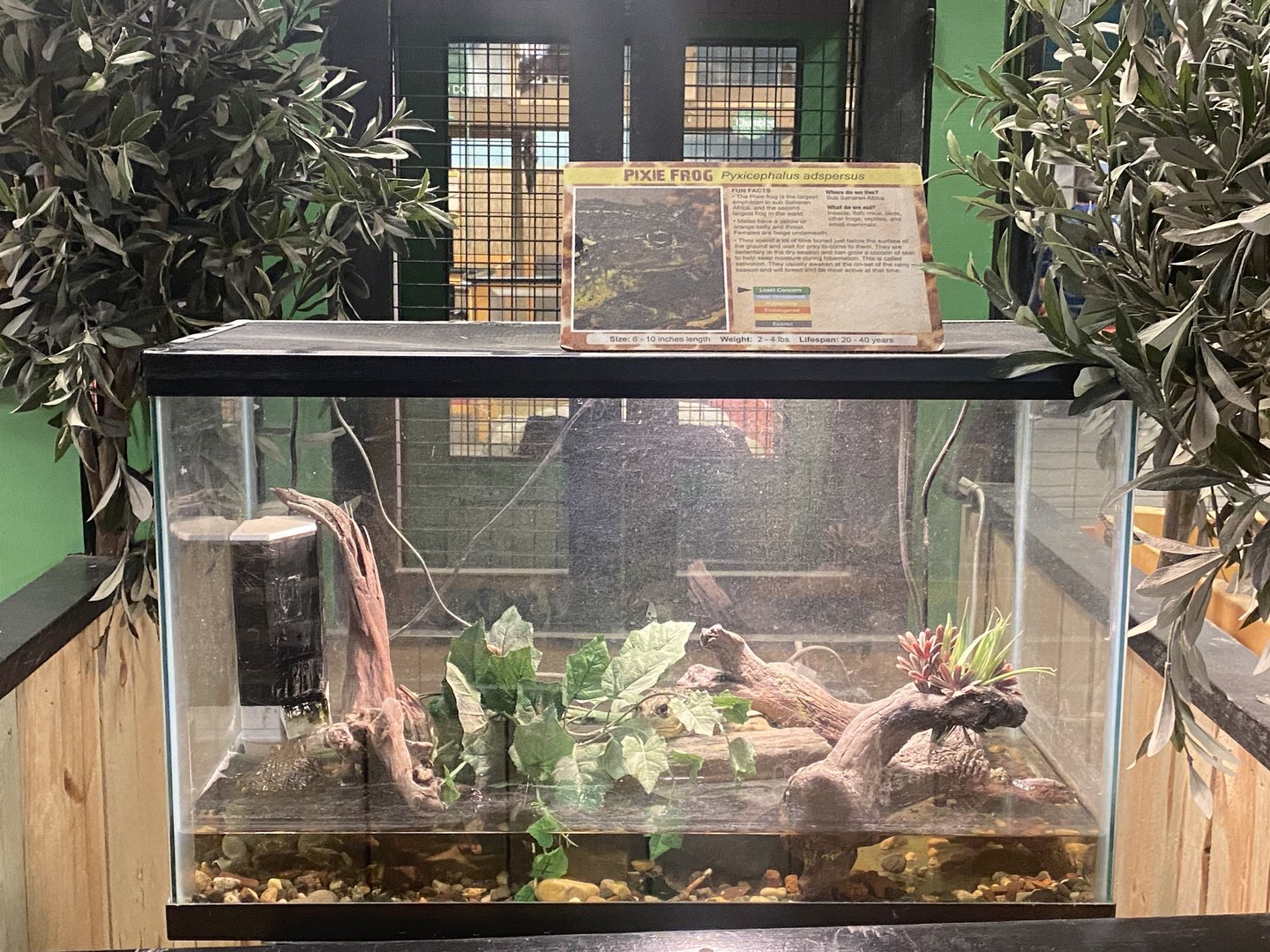 Sustainable Safari - Pixie Frog Terrarium