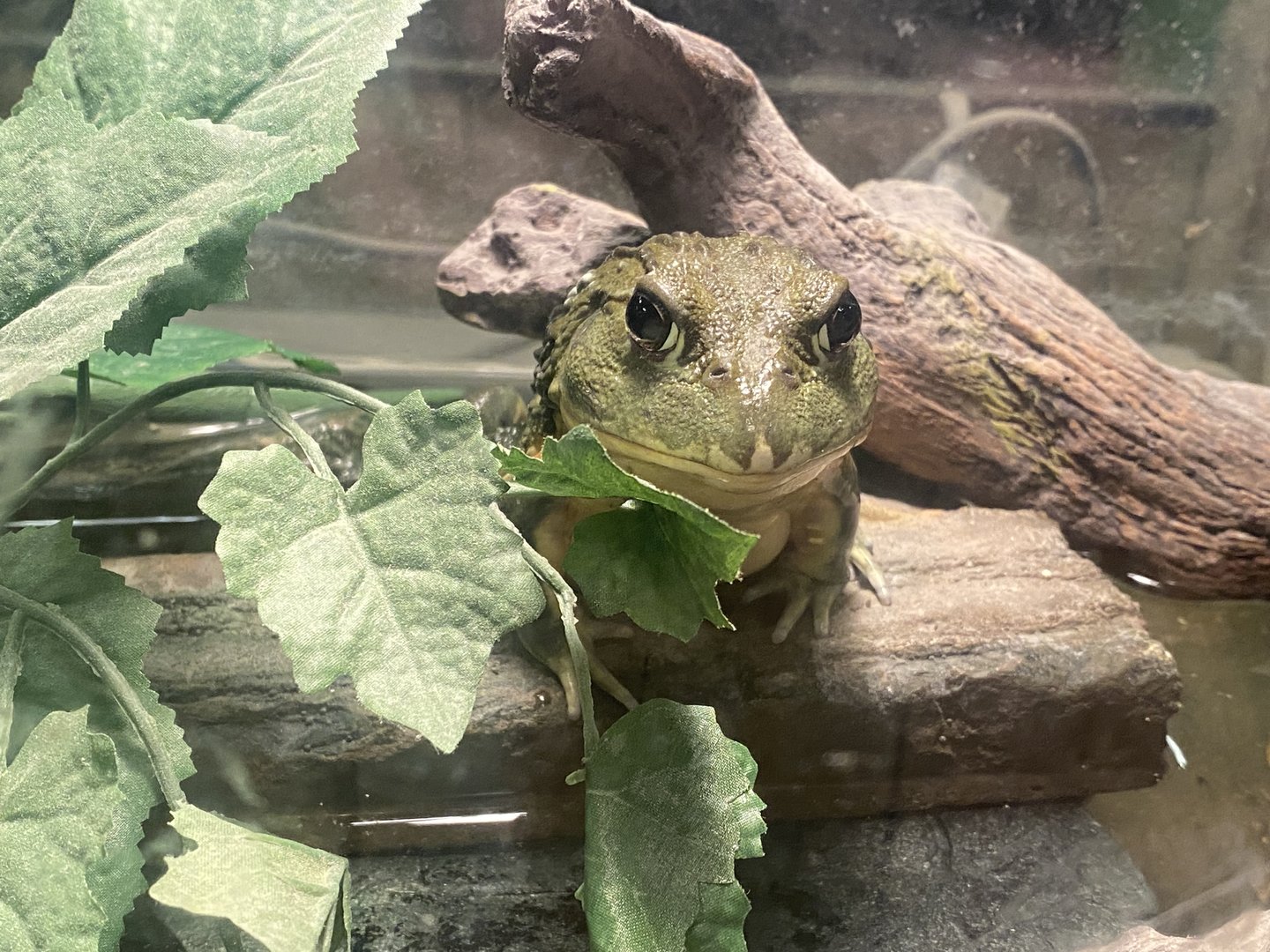 Sustainable Safari - Pixie Frog