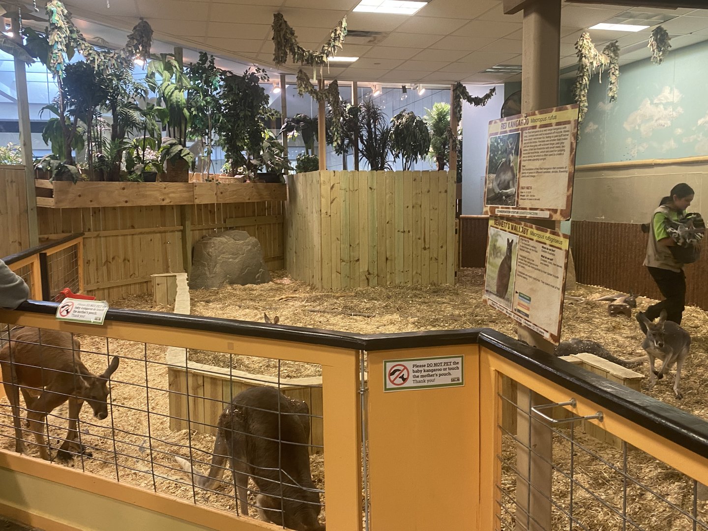 Sustainable Safari - Red Kangaroo/Bennet’s Red-Necked Wallaby Exhibit