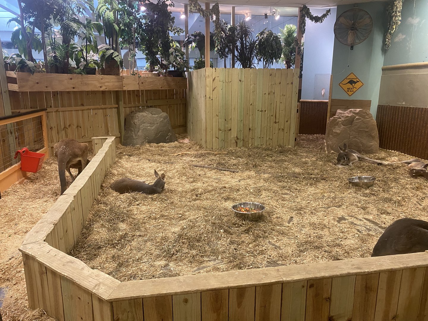 Sustainable Safari - Red Kangaroo/Bennett’s Wallaby Exhibit