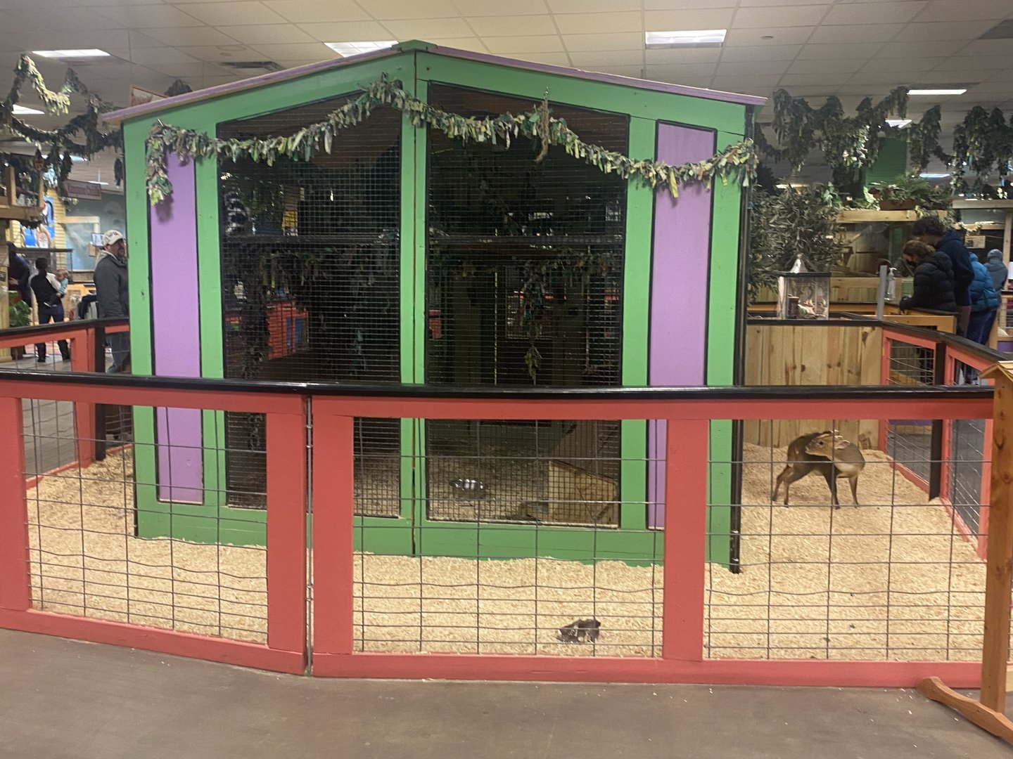 Sustainable Safari - Reeve’s Muntjac + Ring-Tailed Lemur Exhibits