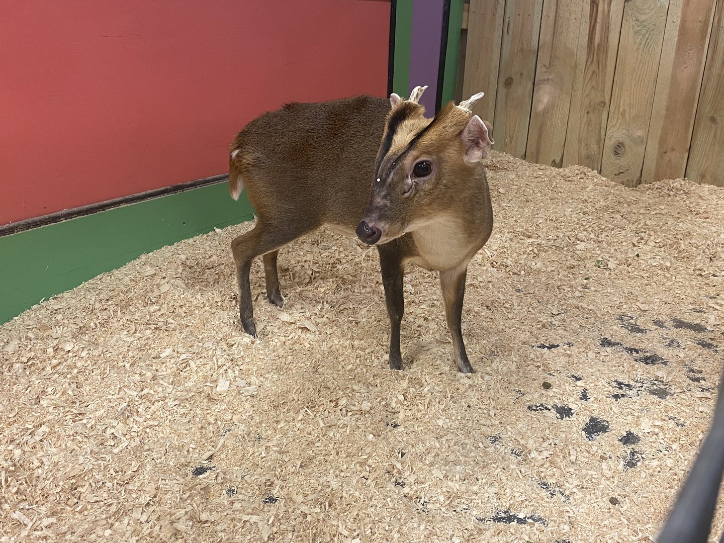 Sustainable Safari - Reeve’s Muntjac