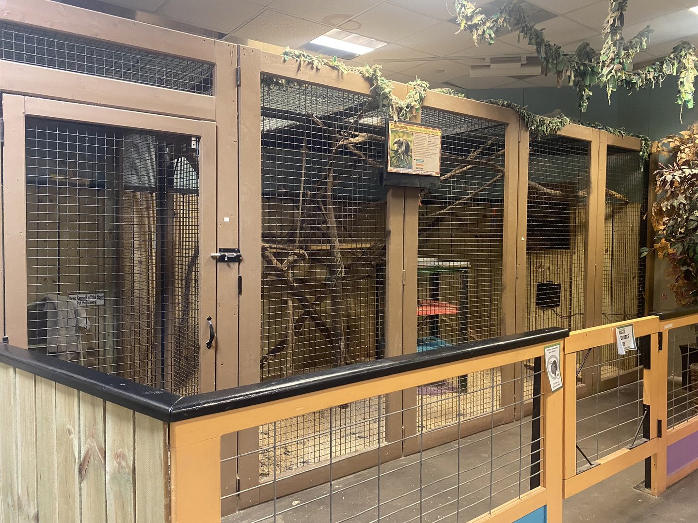 Sustainable Safari - Southern Tamandua Exhibit