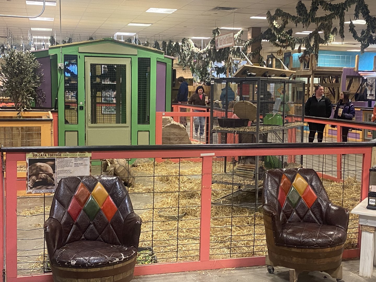 Sustainable Safari - Sulcata Tortoise Exhibit