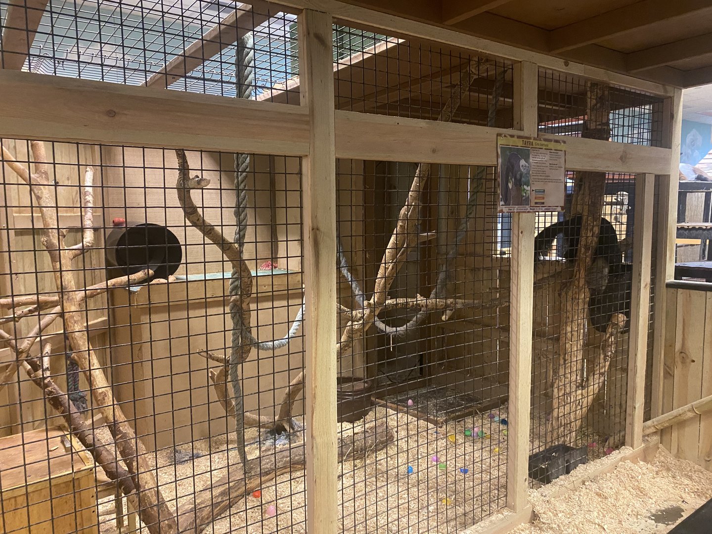 Sustainable Safari - Tayra Exhibit