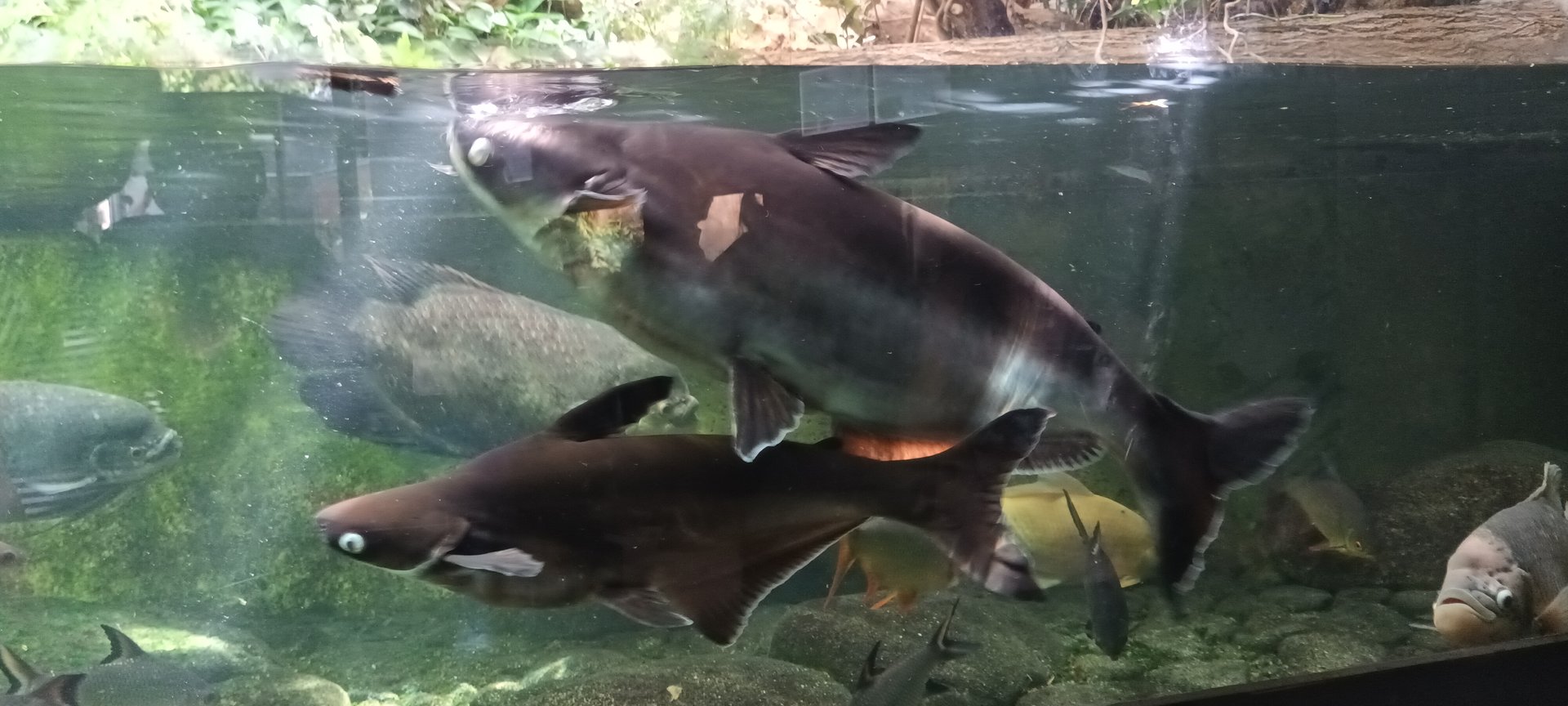 Sutchi Catfish and Giant Pangasius