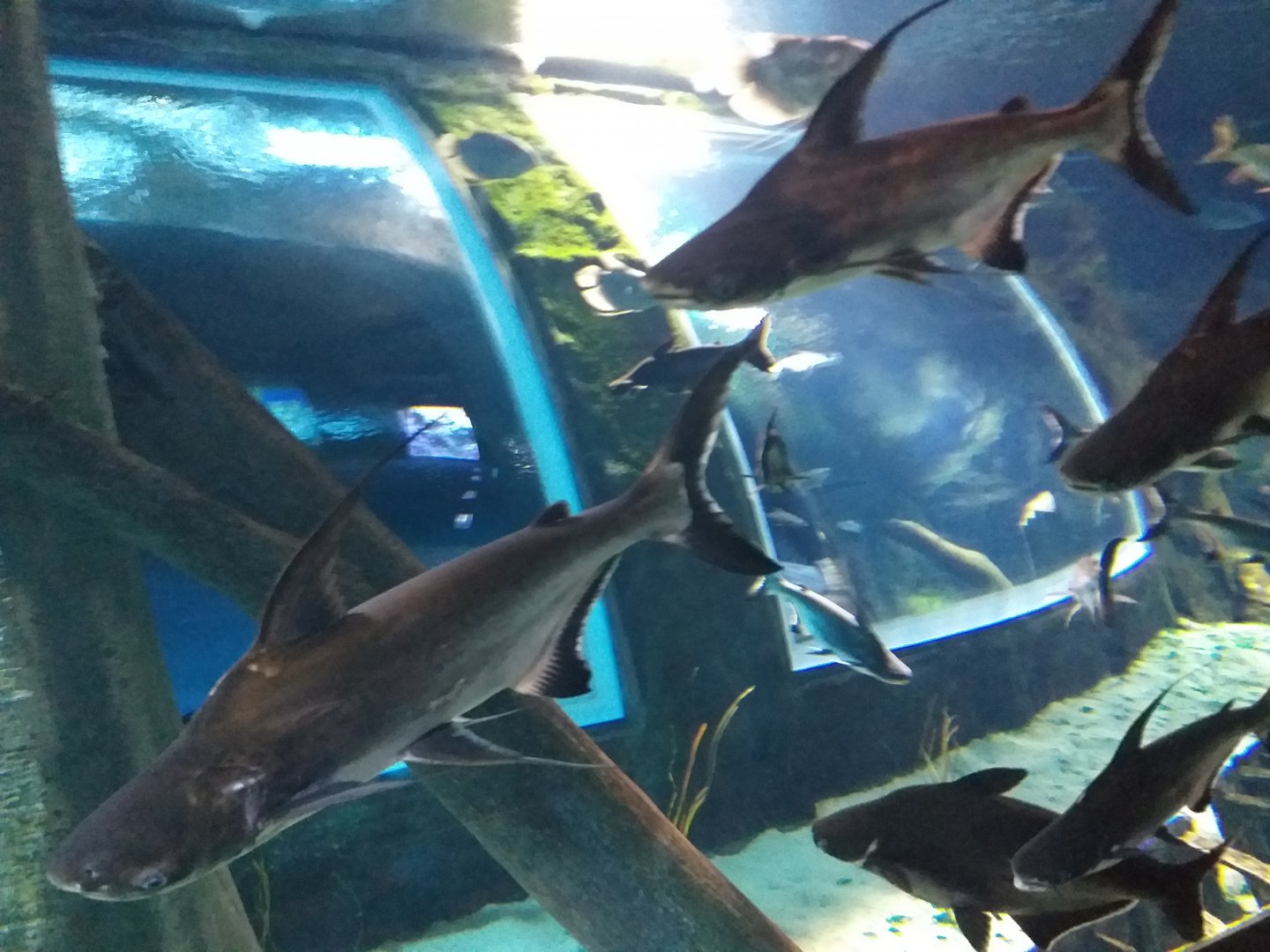 Sutchi catfish in Freshwater tank -BioDomo (2019)