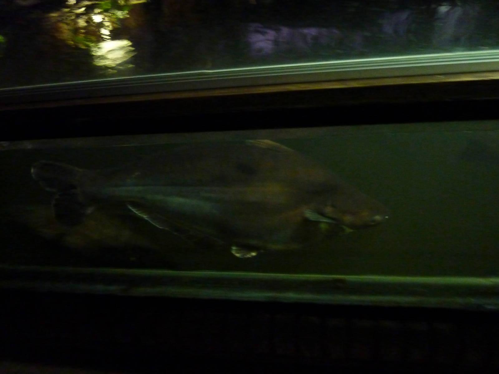 Sutchi catfish in main fish pool