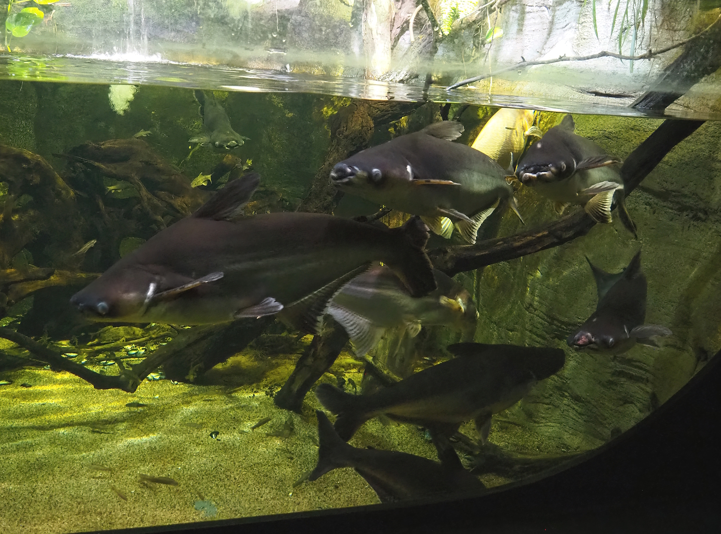 Sutchi catfish (Pangasianodon hypophthalmus), 2023-05-15