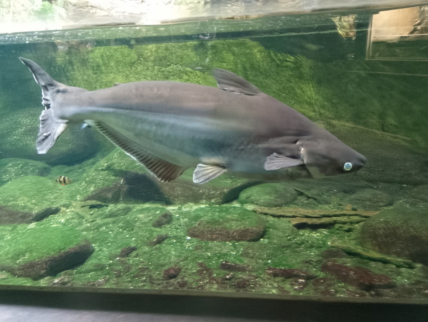 Sutchi catfish