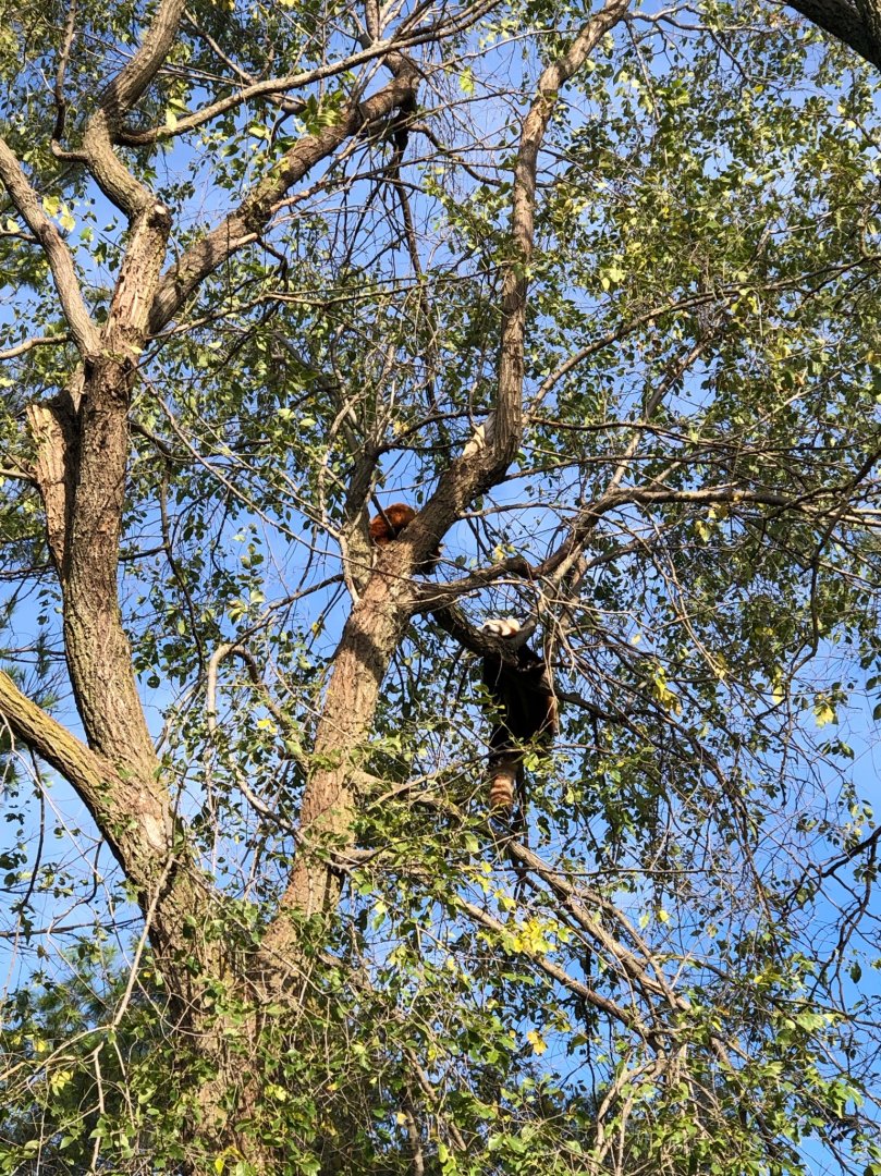 Suva and Adira, Red Pandas