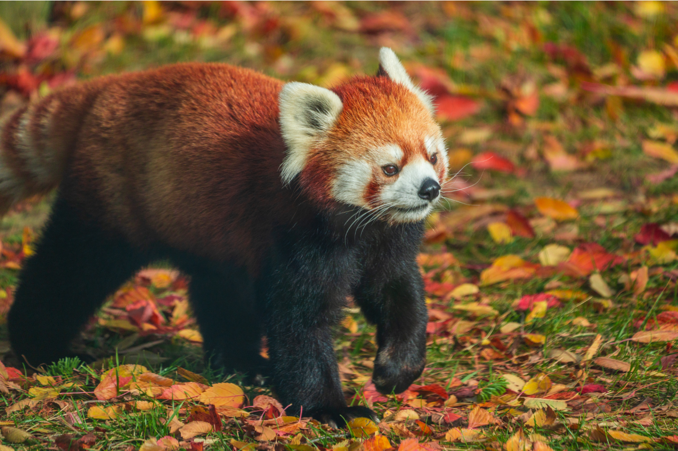 Suva the male Red Panda