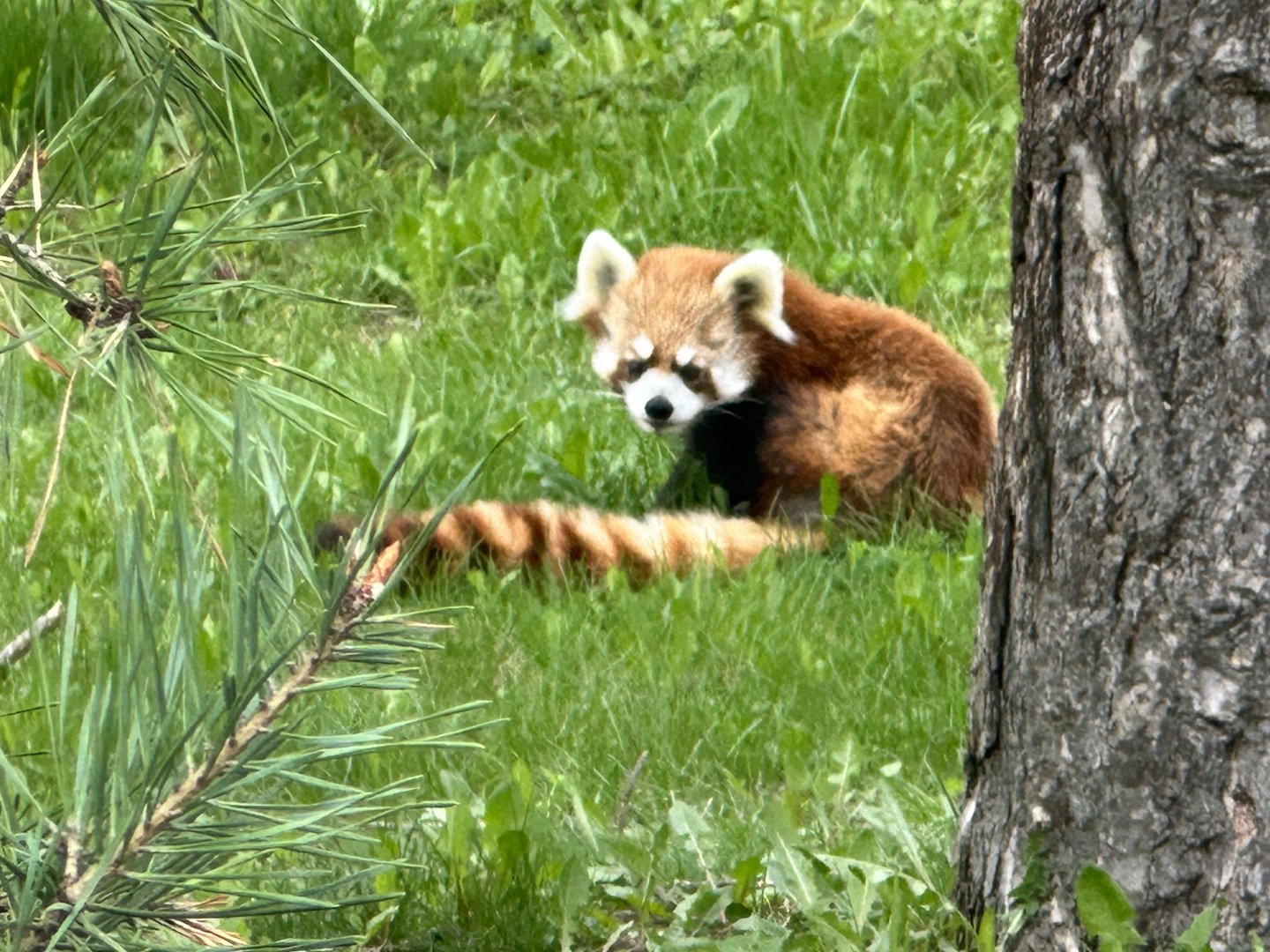Suva the Red Panda