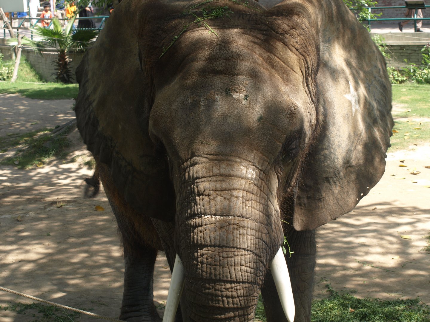 Suzi the African elephant - Lahore zoo 8/4/2017