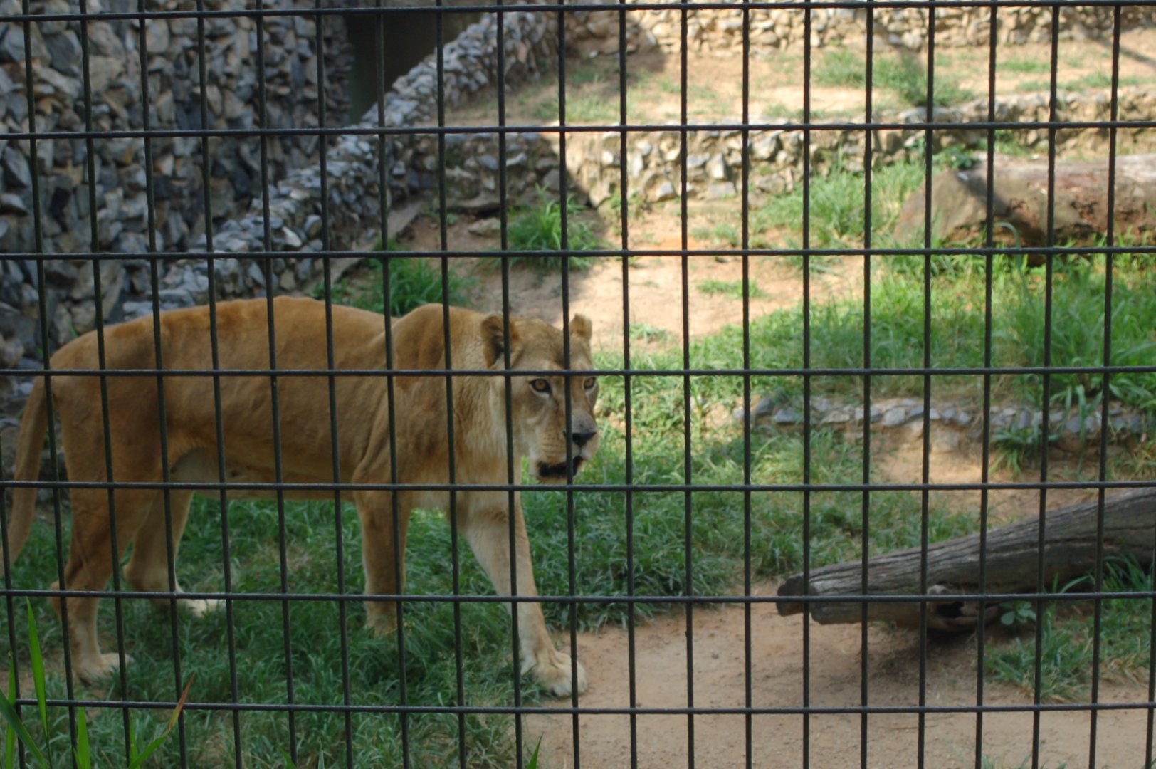 Suzi the lionness on the prowl