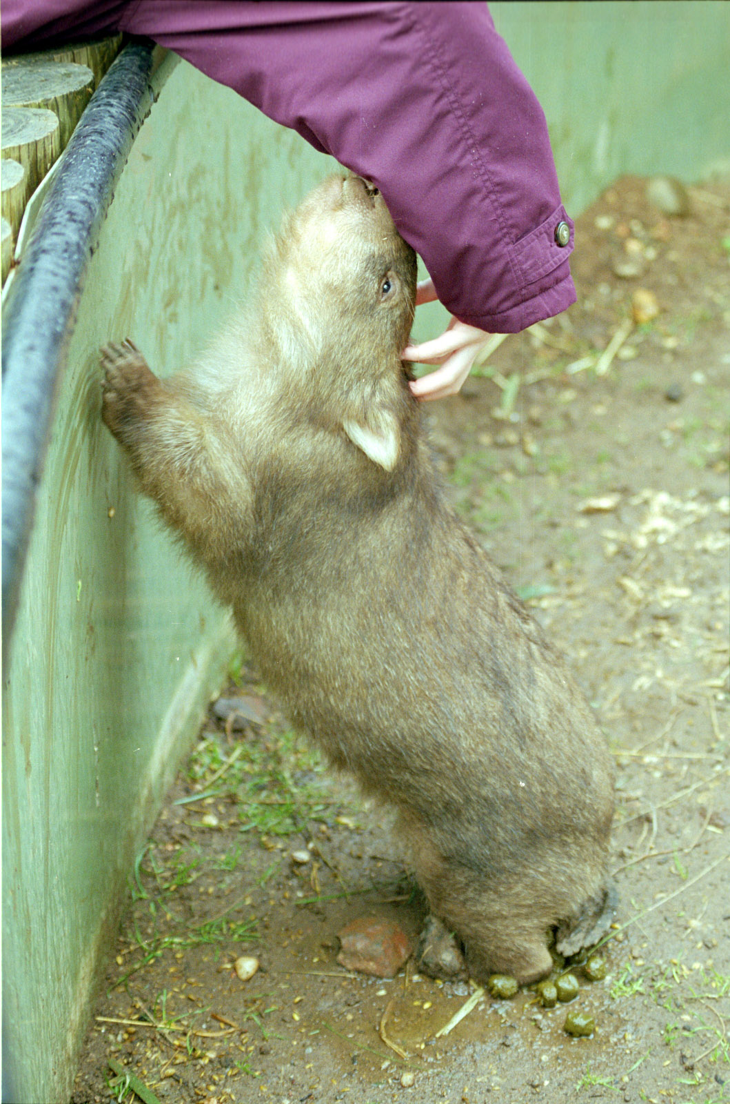 Suzie the Wombat - 1999