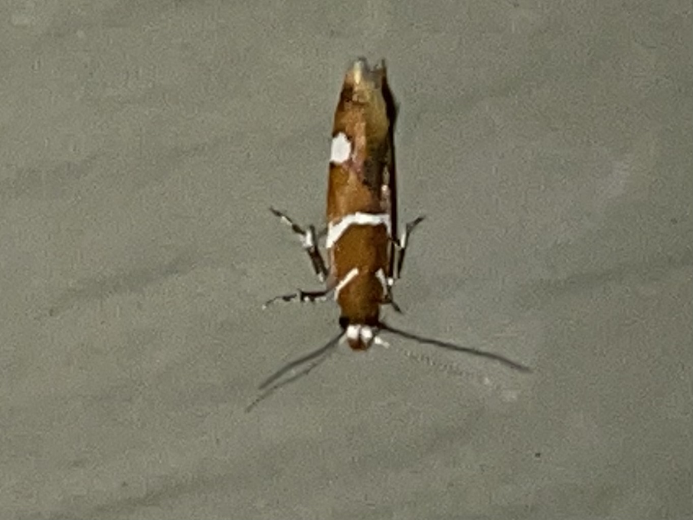 Suzuki's promolactis moth