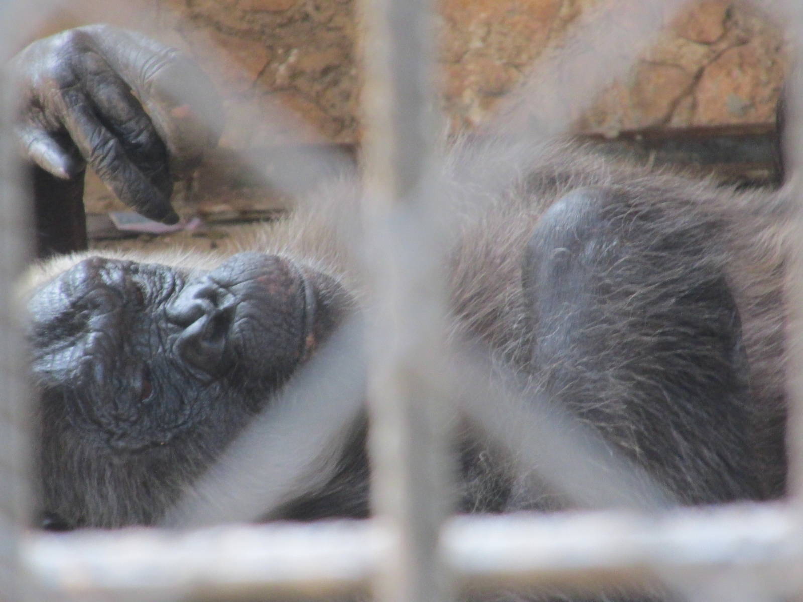 suzy chimpanzee centenario zoo