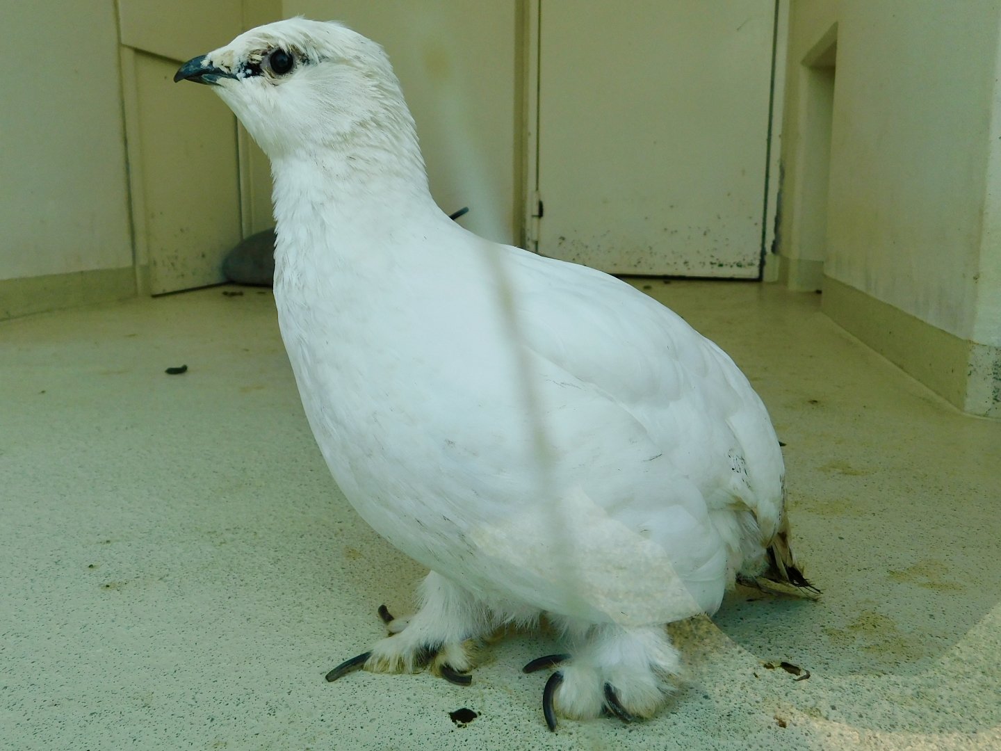 Svalbard Ptarmigan (Lagopus muta hyperborea) March 1, 2025
