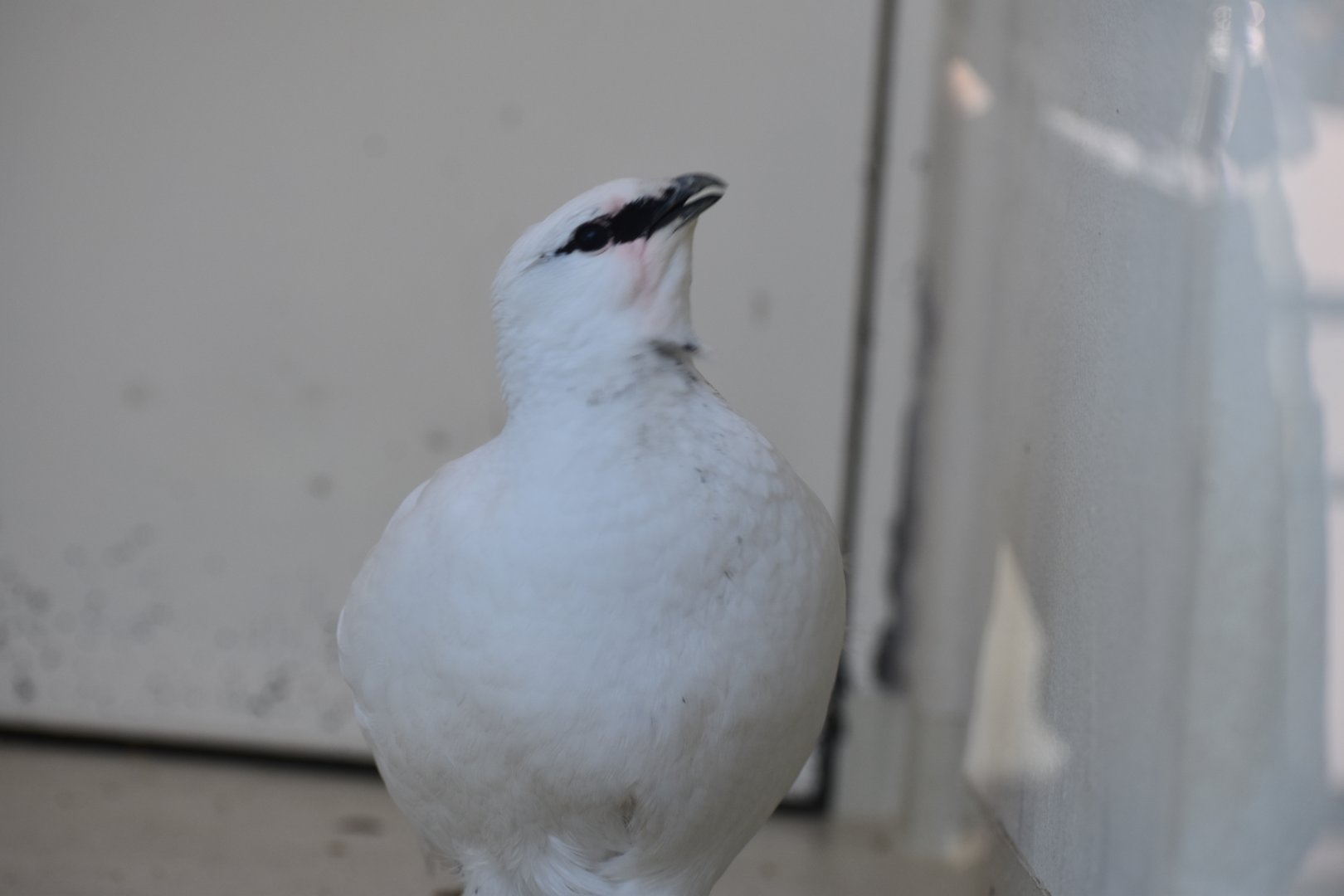 Svalbard Ptarmigan