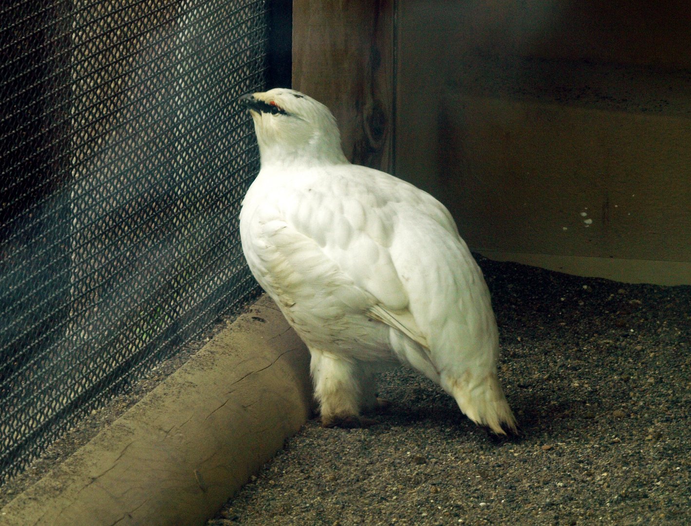 Svalbard ptarmigan