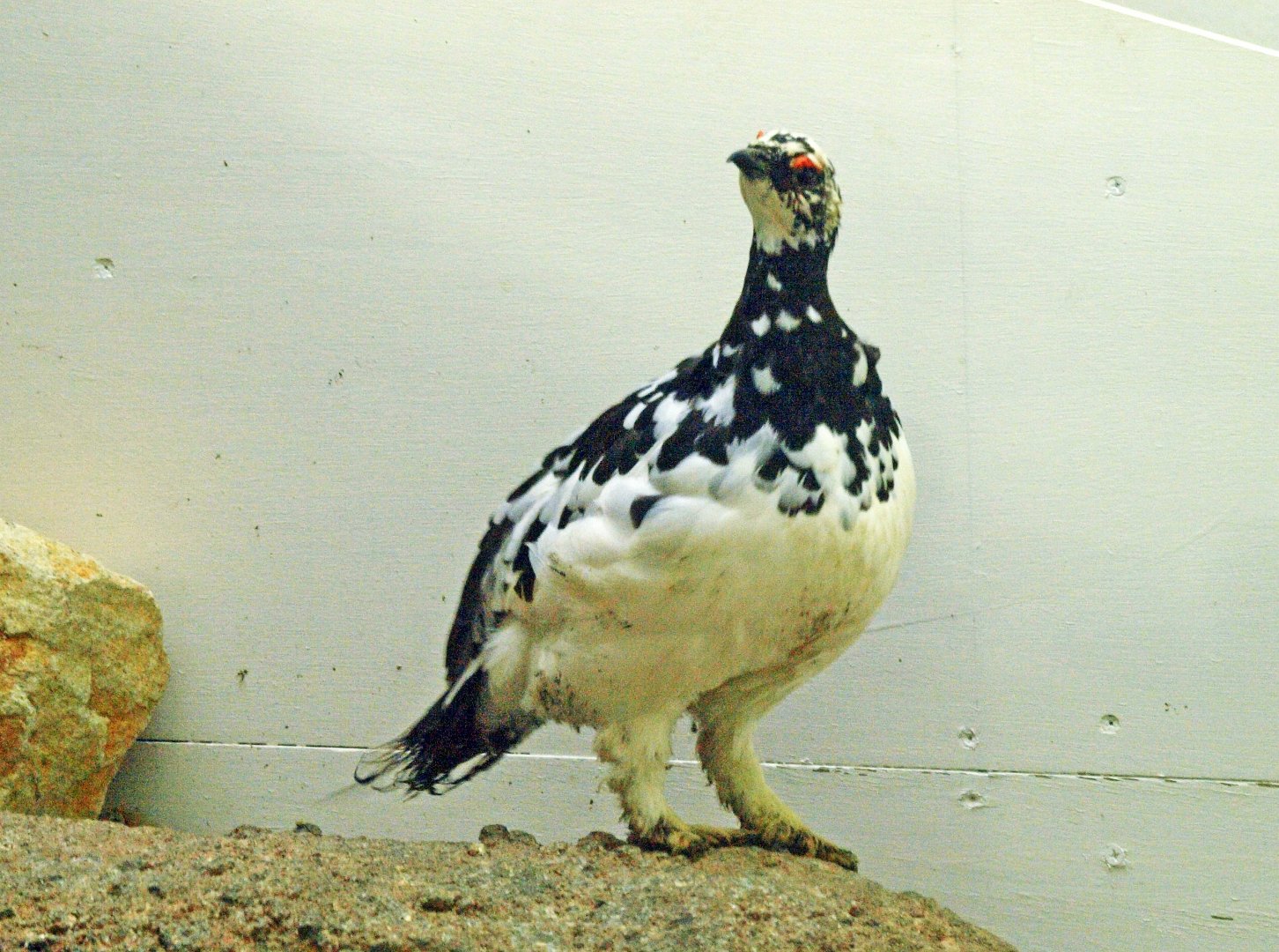 Svalbard ptarmigan