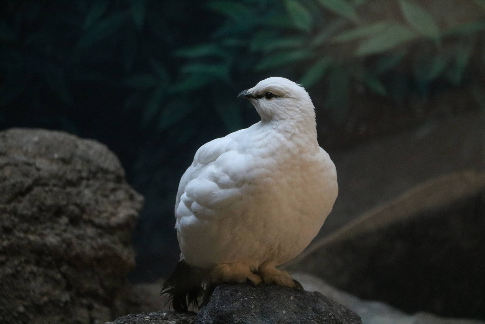 Svalbard rock ptarmigan, February 2016