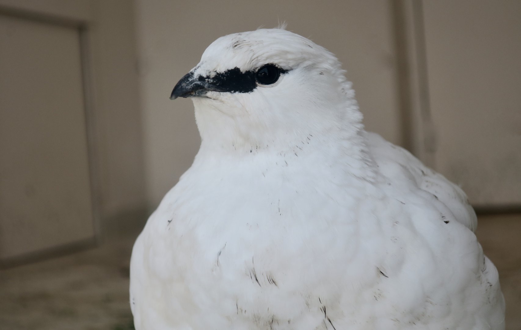 Svalbard Rock Ptarmigan (Lagopus muta hyperborea) female