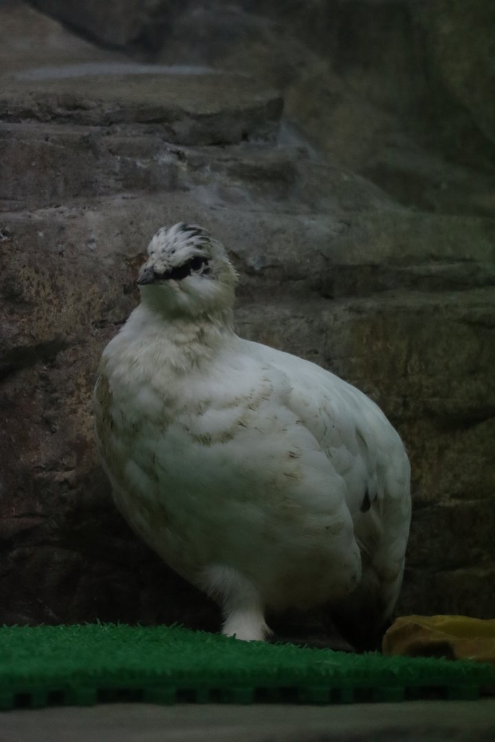 Svalbard rock ptarmigan (Lagopus muta hyperborea)