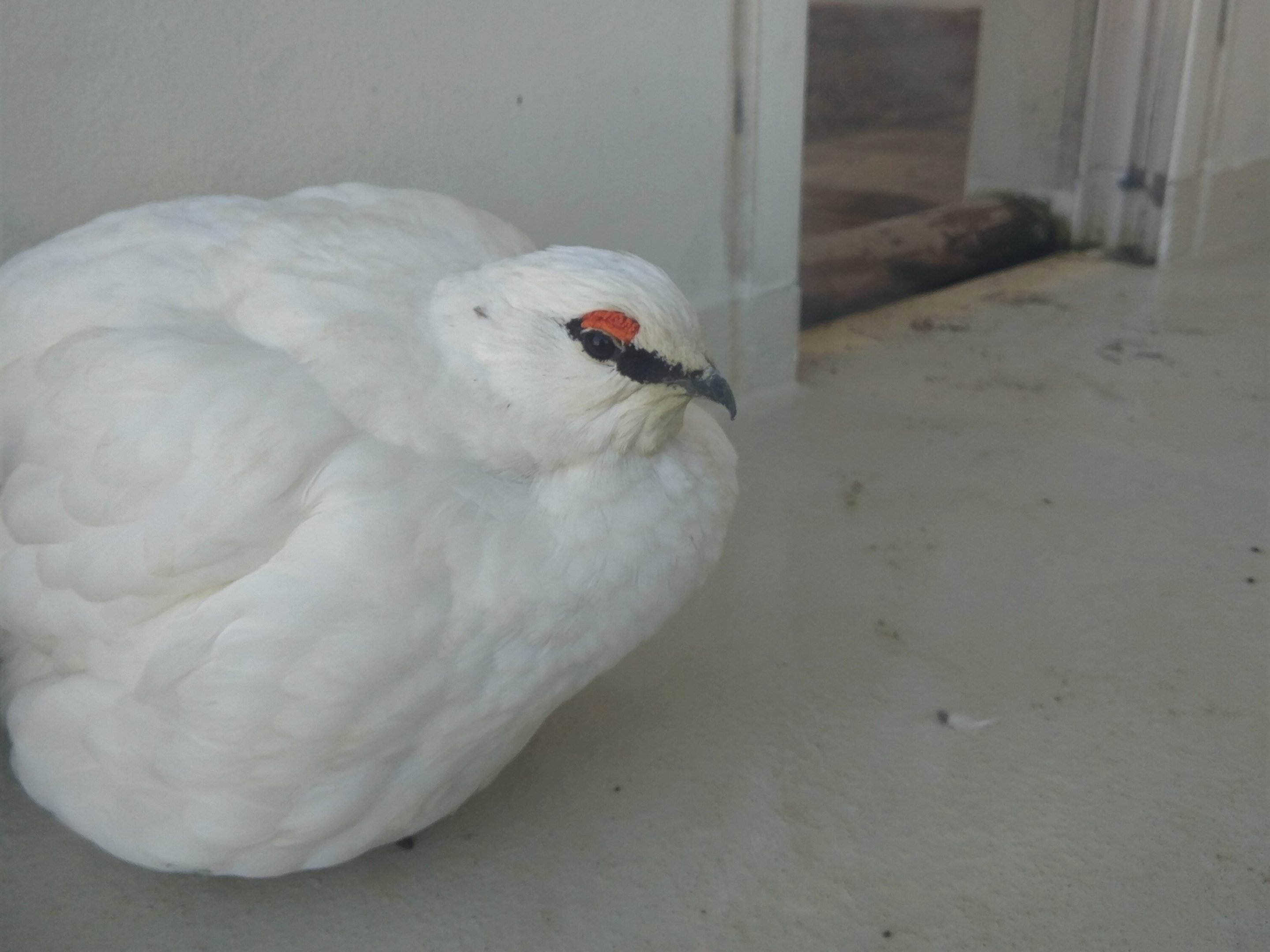 Svalbard Rock Ptarmigan