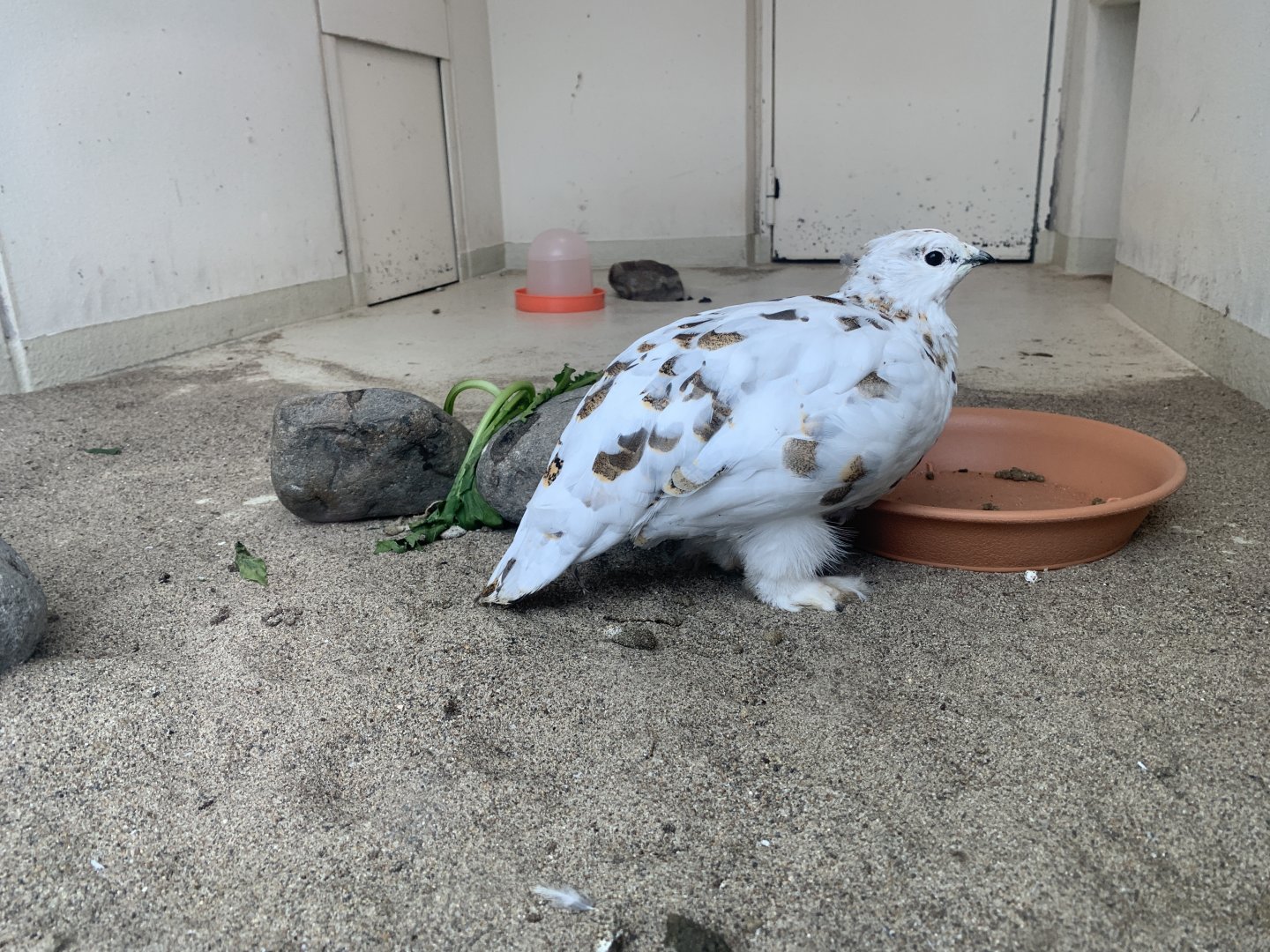 Svalbard Rock Ptarmigan