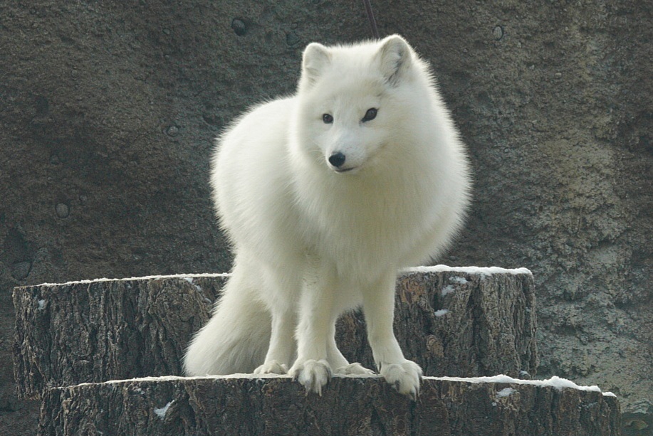 Sven the Arcitc Wolf