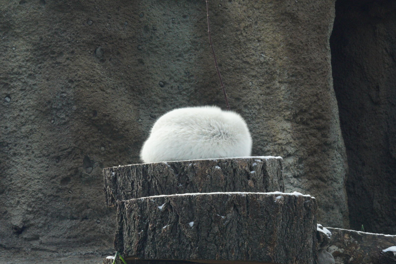 Sven the Arctic Wolf (sleeping)