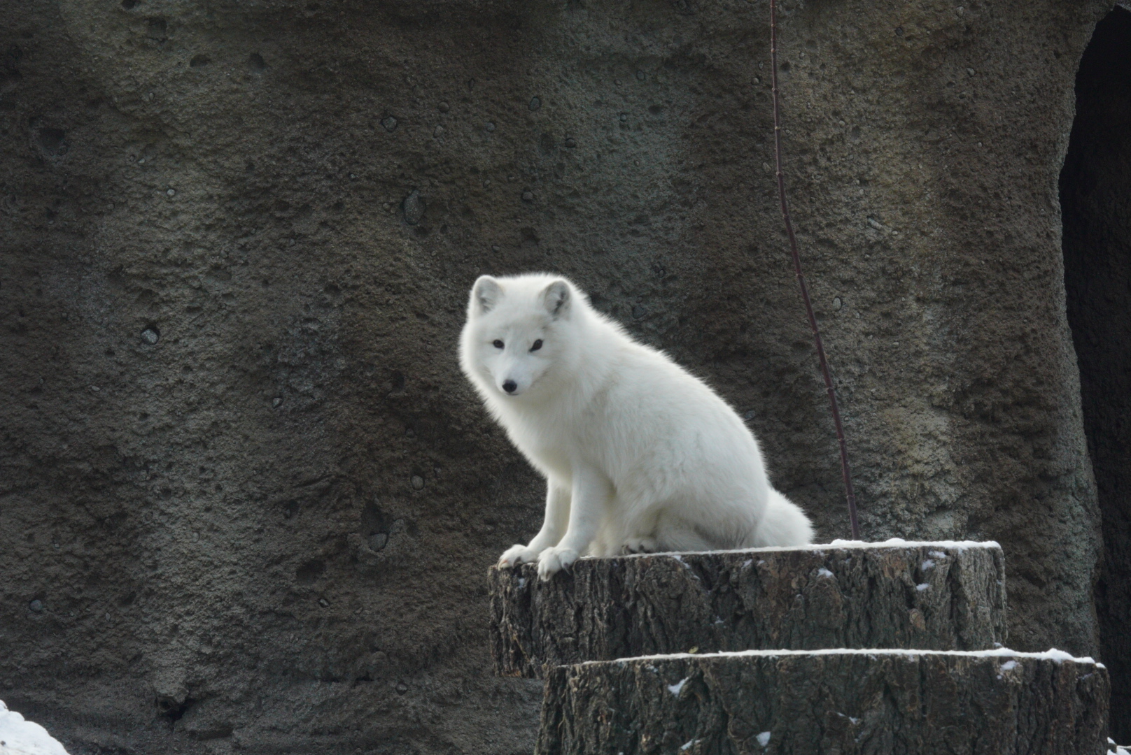 Sven the Arctic Wolf (Winter Coat)