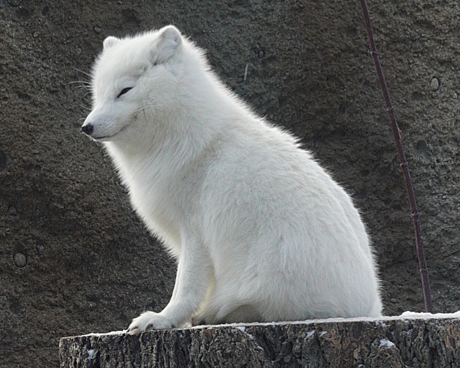 Sven the Arctic Wolf (Winter Coat)