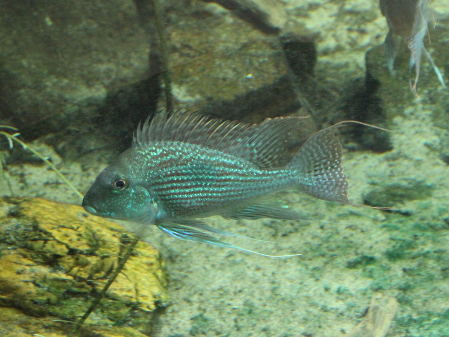 Sven's eartheather - Geophagus sveni