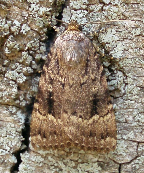 Svensson's Copper Underwing (Amphipyra berbera)