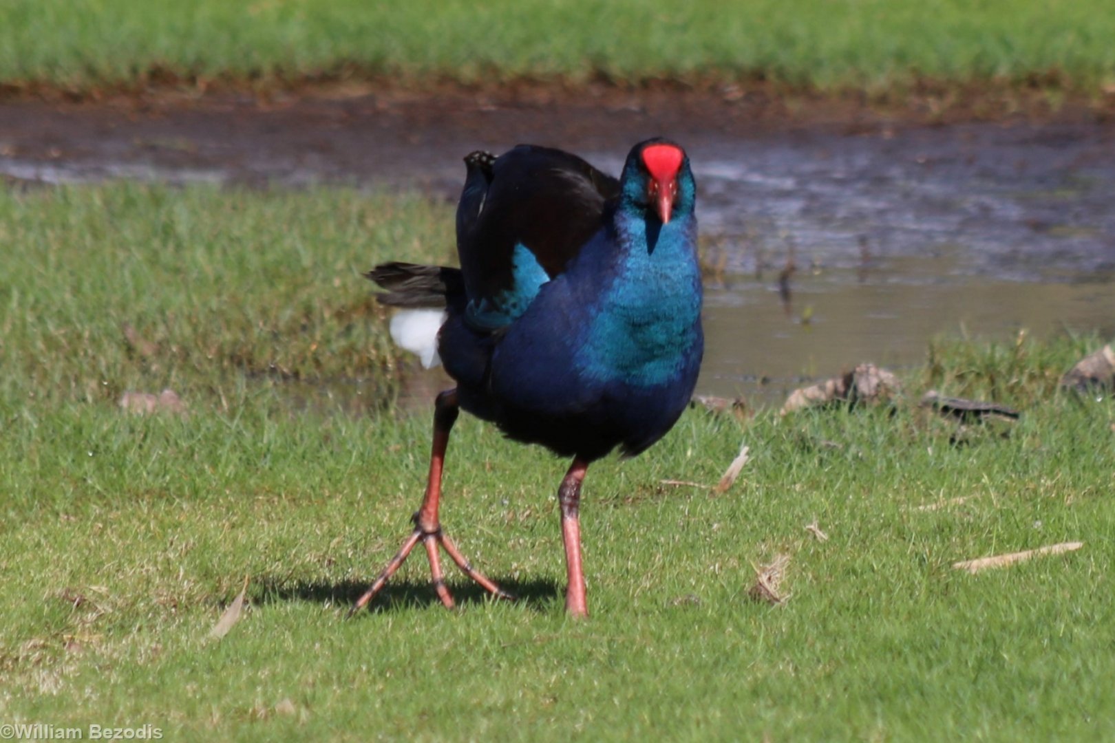 SW Australian Purple Swamphen - Herdsman Lake