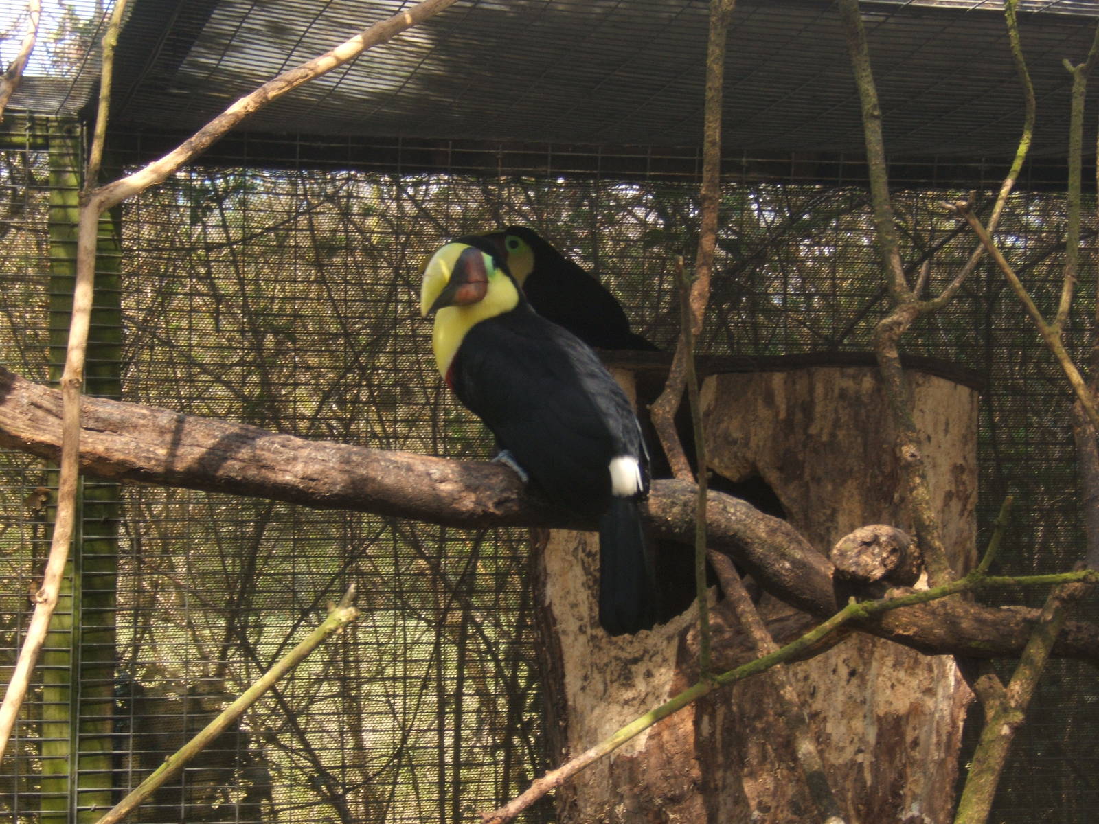Swainson`s Toucan