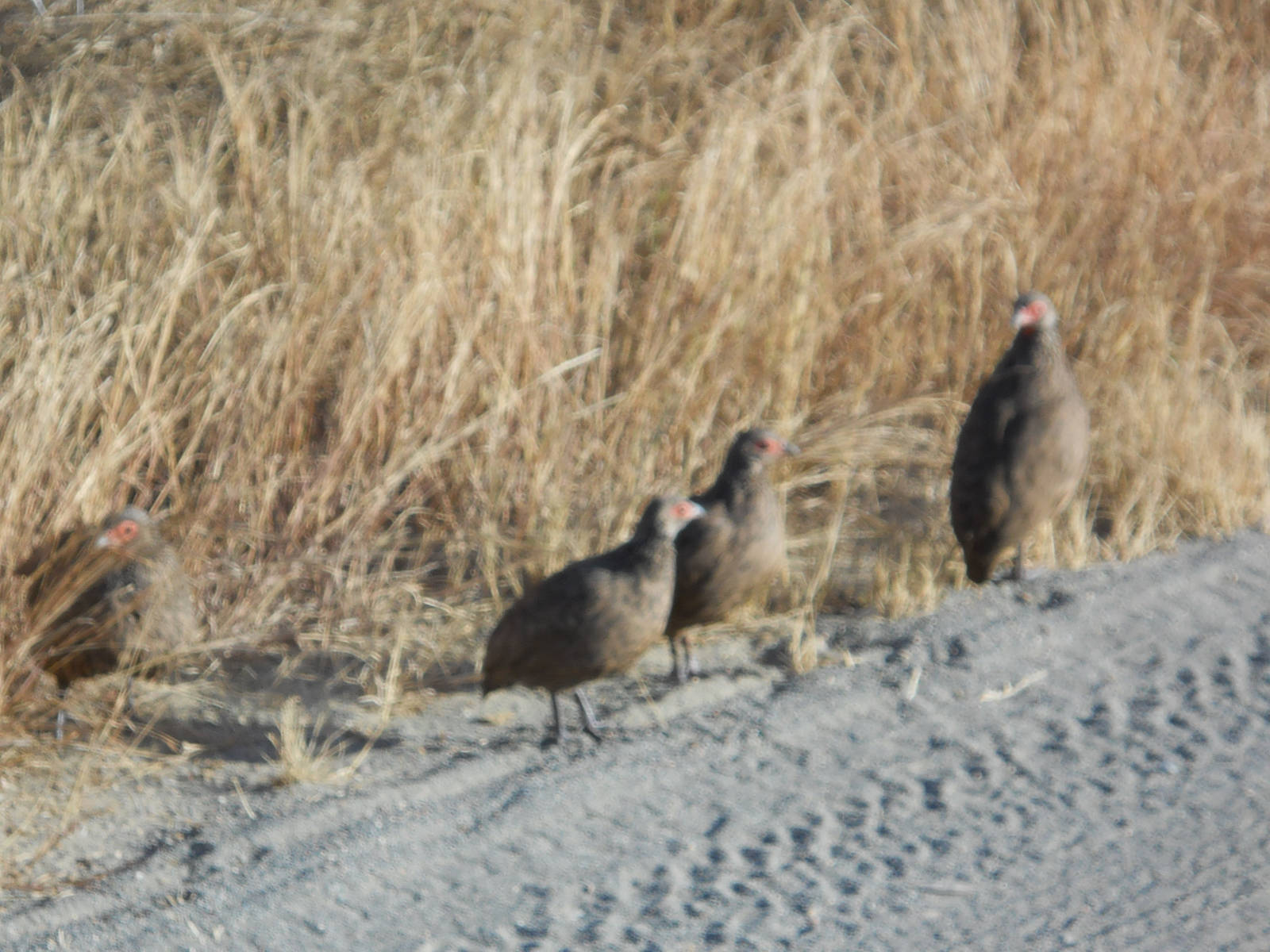 Swainson's francolins, Kruger National Park